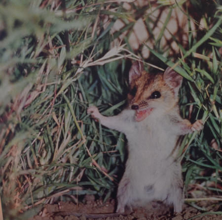A BIG dunnart